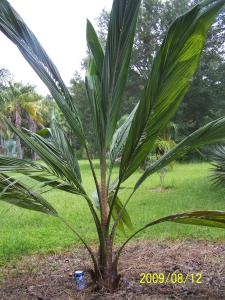 [Foto de planta, jardin, jardineria]