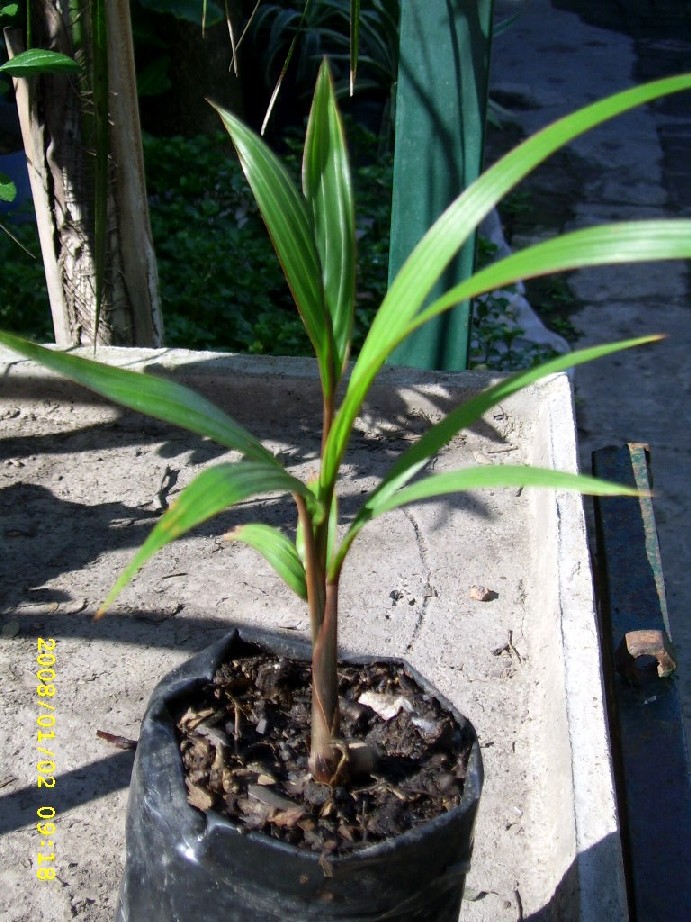 [Foto de planta, jardin, jardineria]