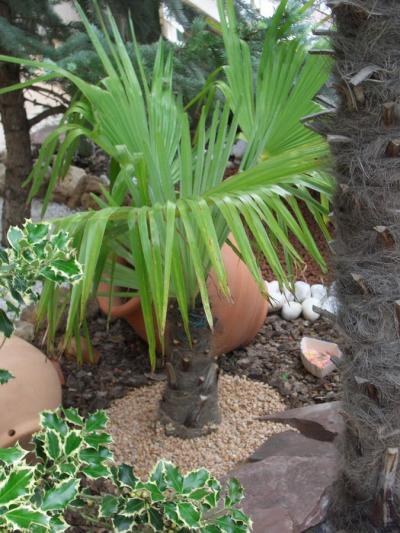 [Foto de planta, jardin, jardineria]