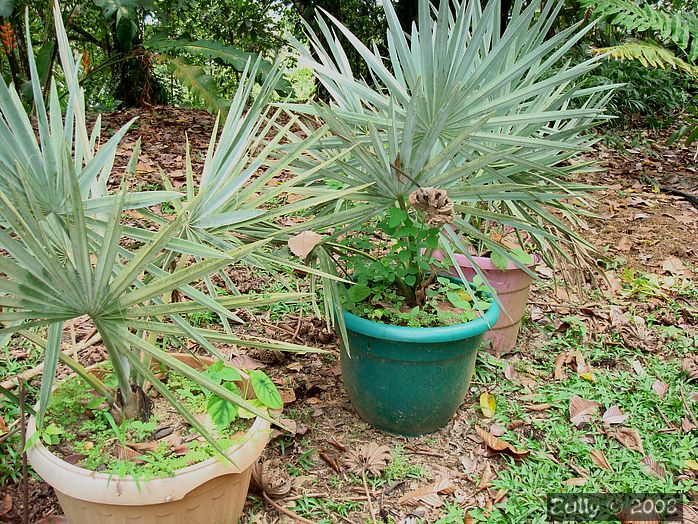 [Foto de planta, jardin, jardineria]