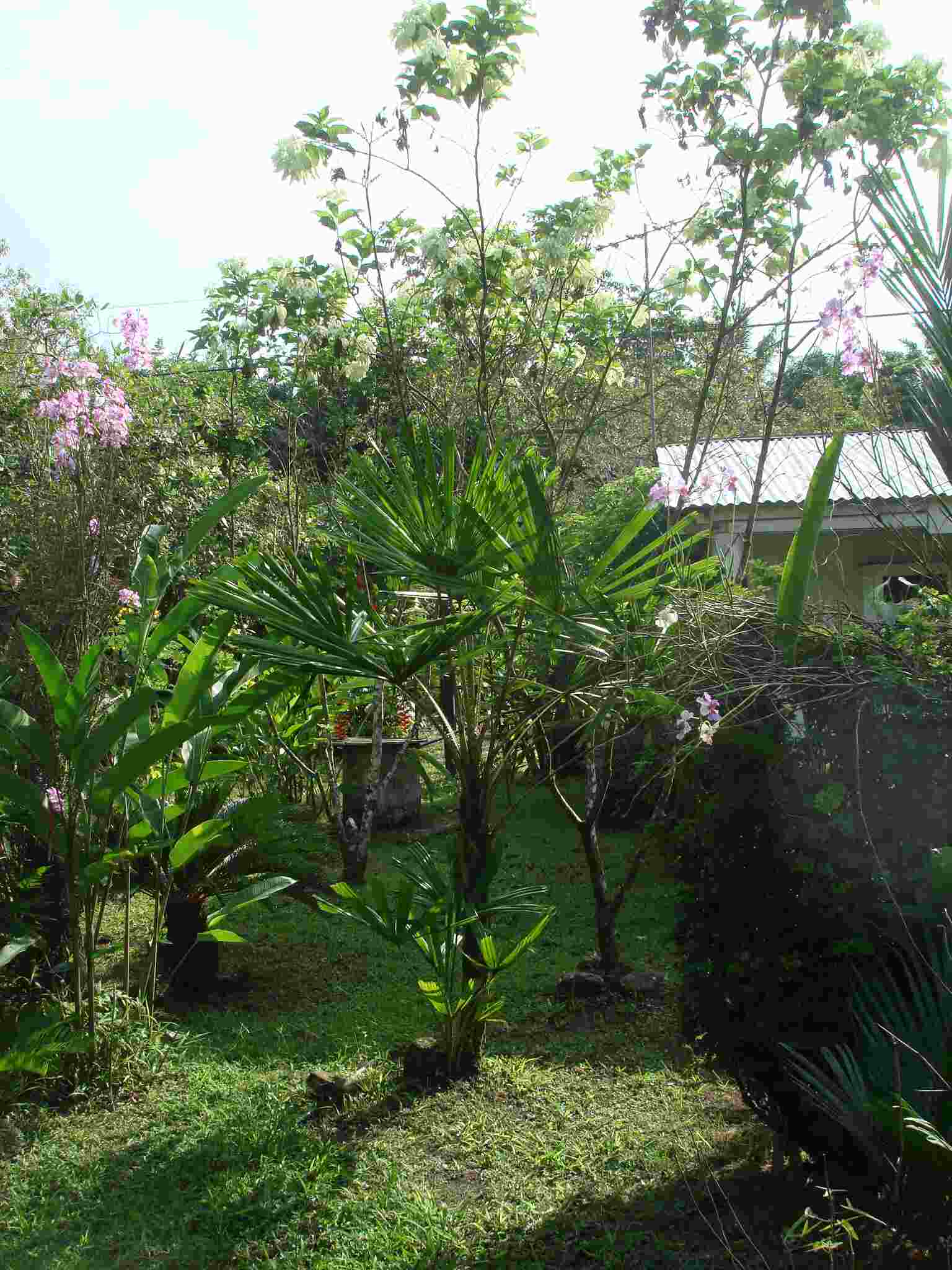 [Foto de planta, jardin, jardineria]