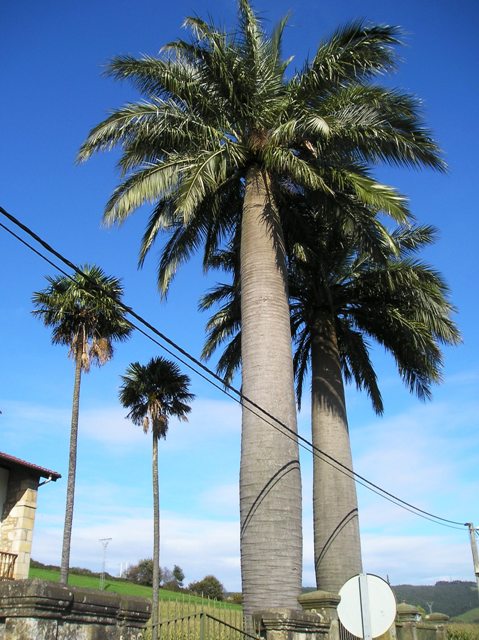 [Foto de planta, jardin, jardineria]