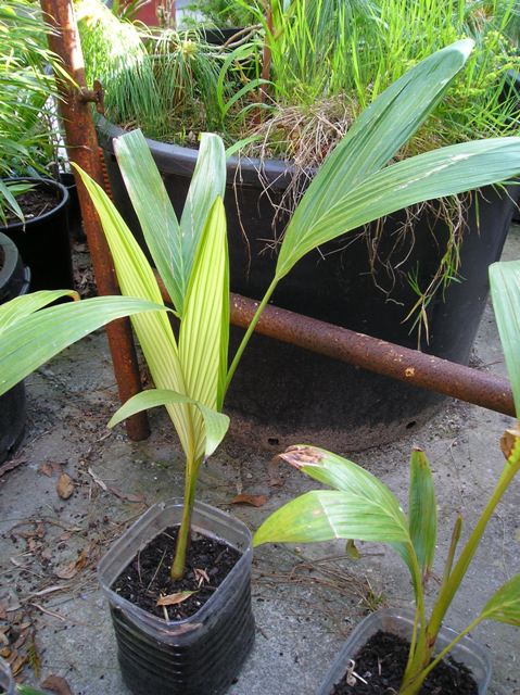 [Foto de planta, jardin, jardineria]