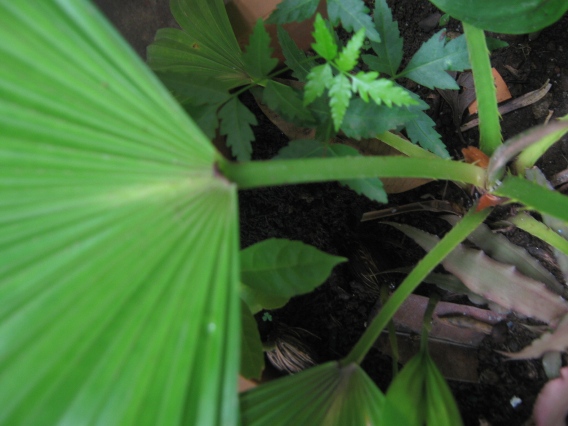 [Foto de planta, jardin, jardineria]