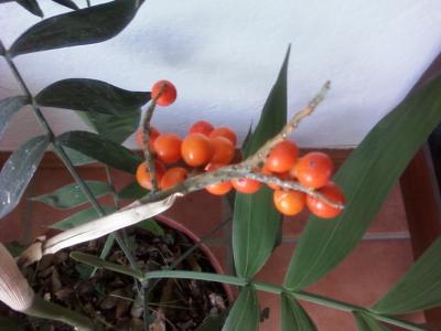 [Foto de planta, jardin, jardineria]