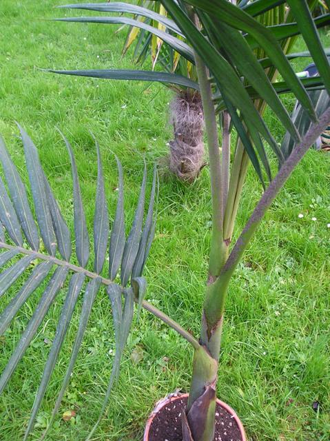 [Foto de planta, jardin, jardineria]