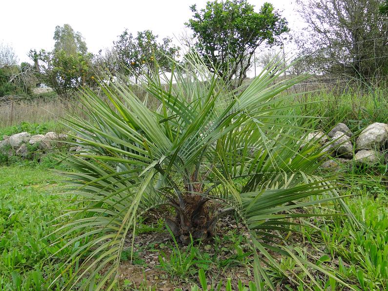 [Foto de planta, jardin, jardineria]