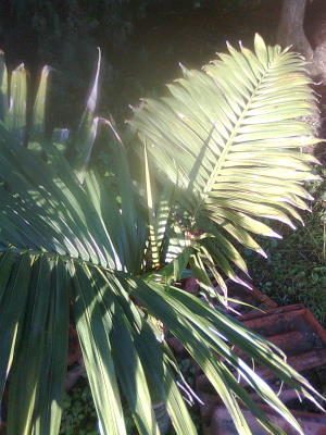 [Foto de planta, jardin, jardineria]