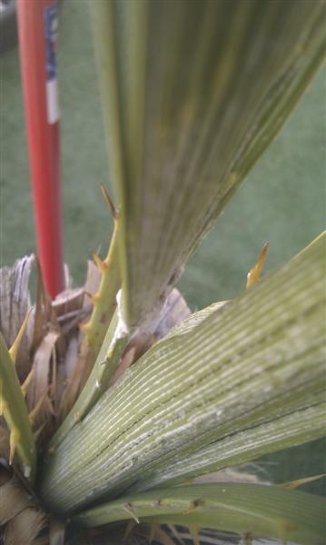 [Foto de planta, jardin, jardineria]