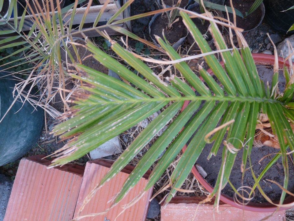 [Foto de planta, jardin, jardineria]