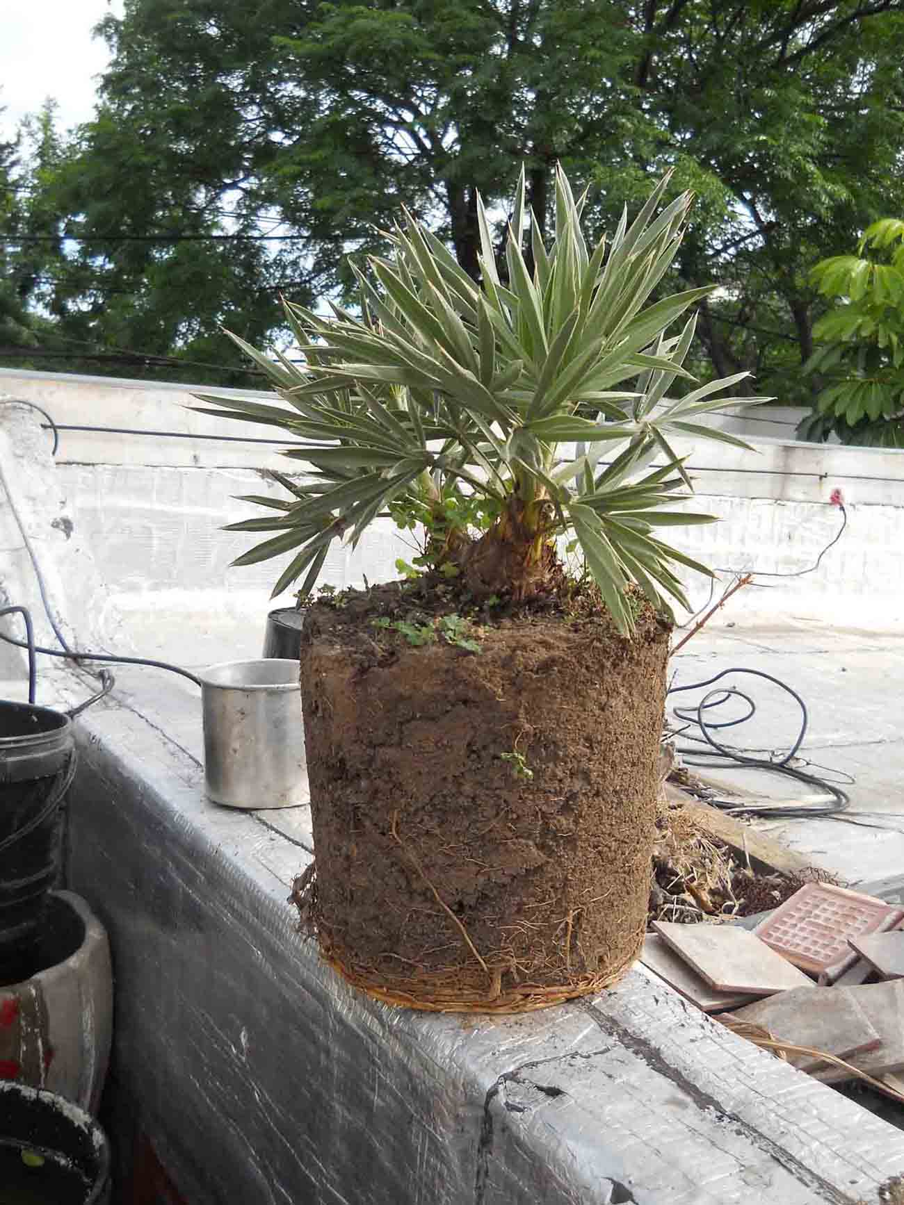 [Foto de planta, jardin, jardineria]