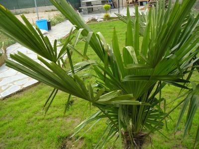 [Foto de planta, jardin, jardineria]