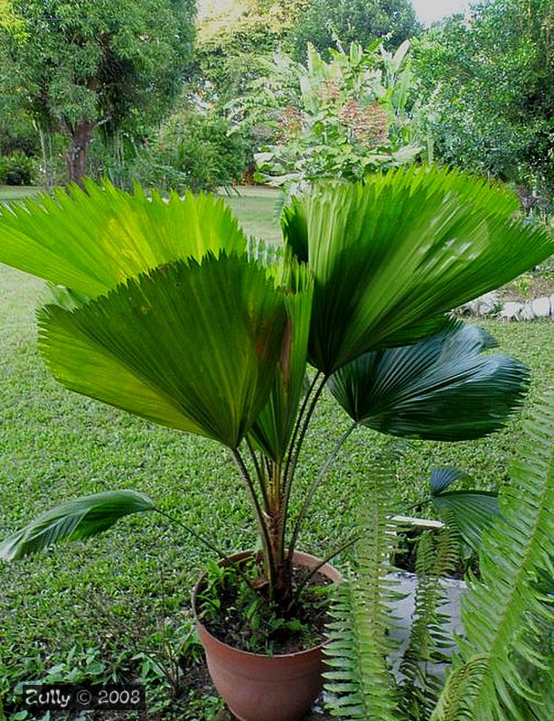 [Foto de planta, jardin, jardineria]