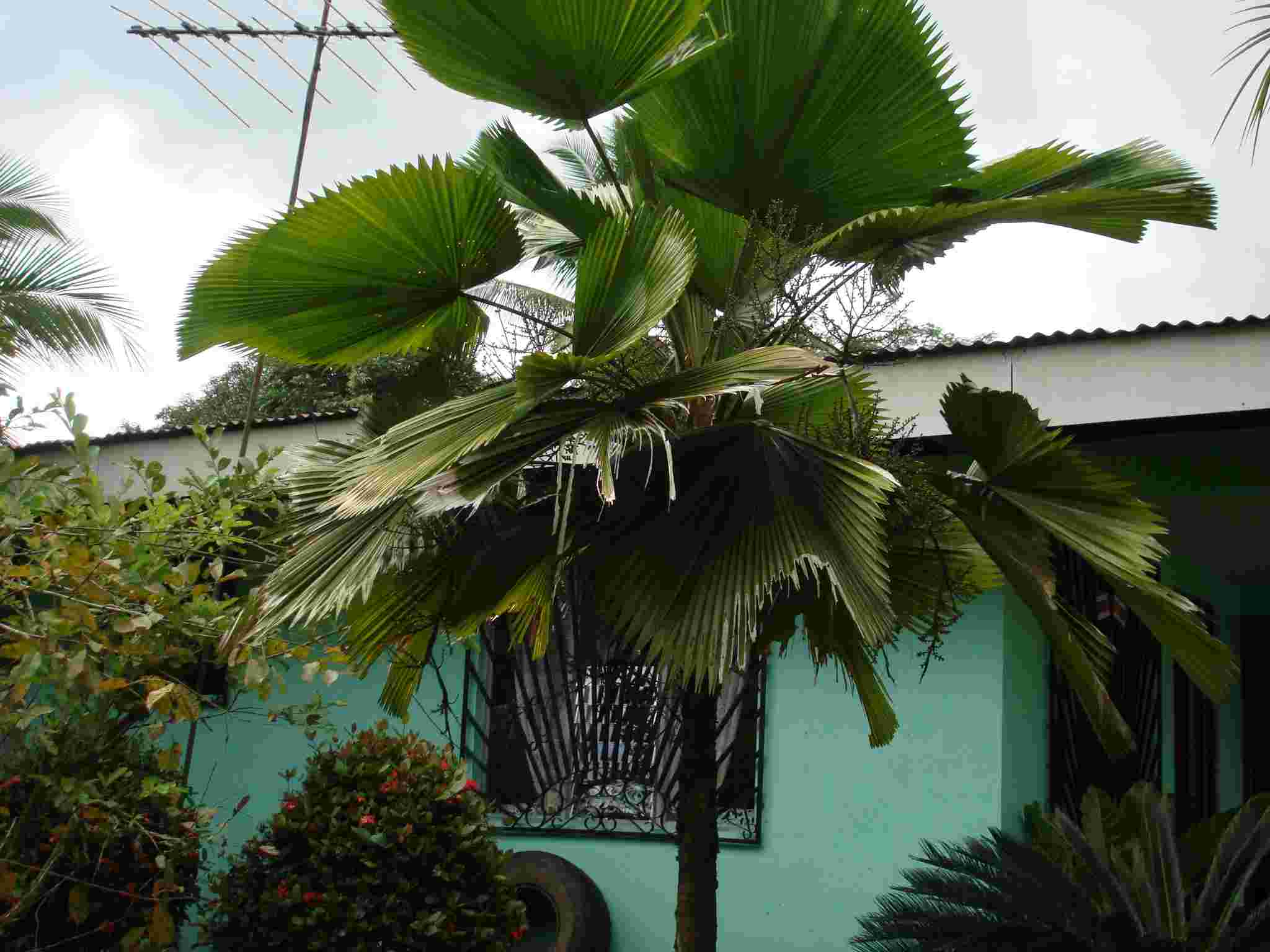 [Foto de planta, jardin, jardineria]