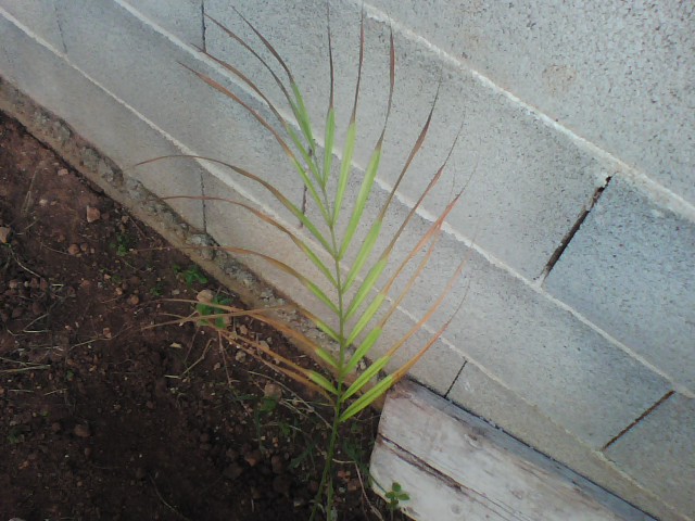 [Foto de planta, jardin, jardineria]