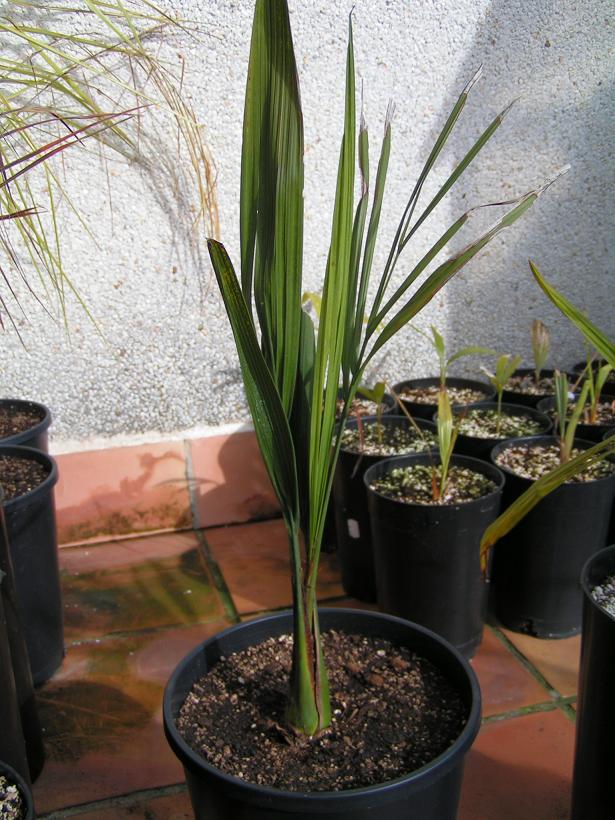 [Foto de planta, jardin, jardineria]