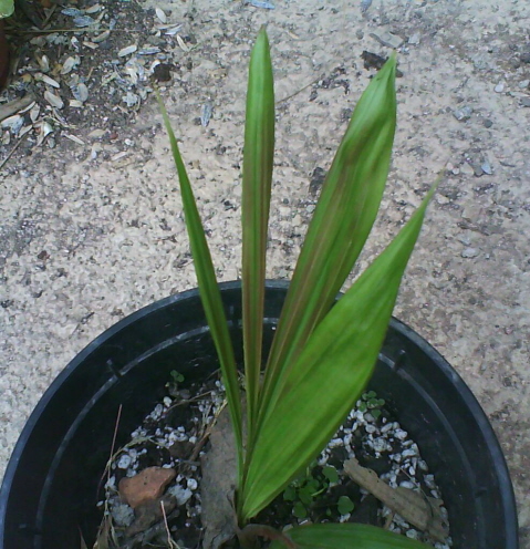 [Foto de planta, jardin, jardineria]