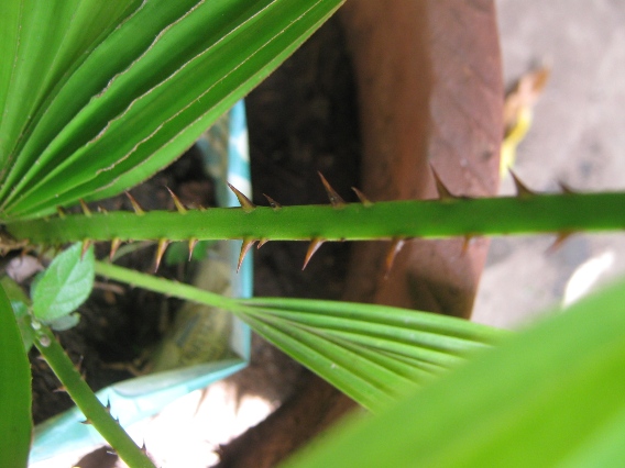 [Foto de planta, jardin, jardineria]