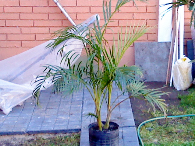 [Foto de planta, jardin, jardineria]