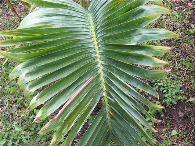 [Foto de planta, jardin, jardineria]