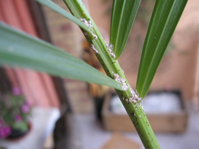 [Foto de planta, jardin, jardineria]