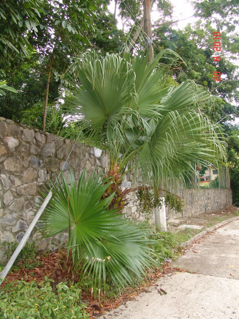 [Foto de planta, jardin, jardineria]