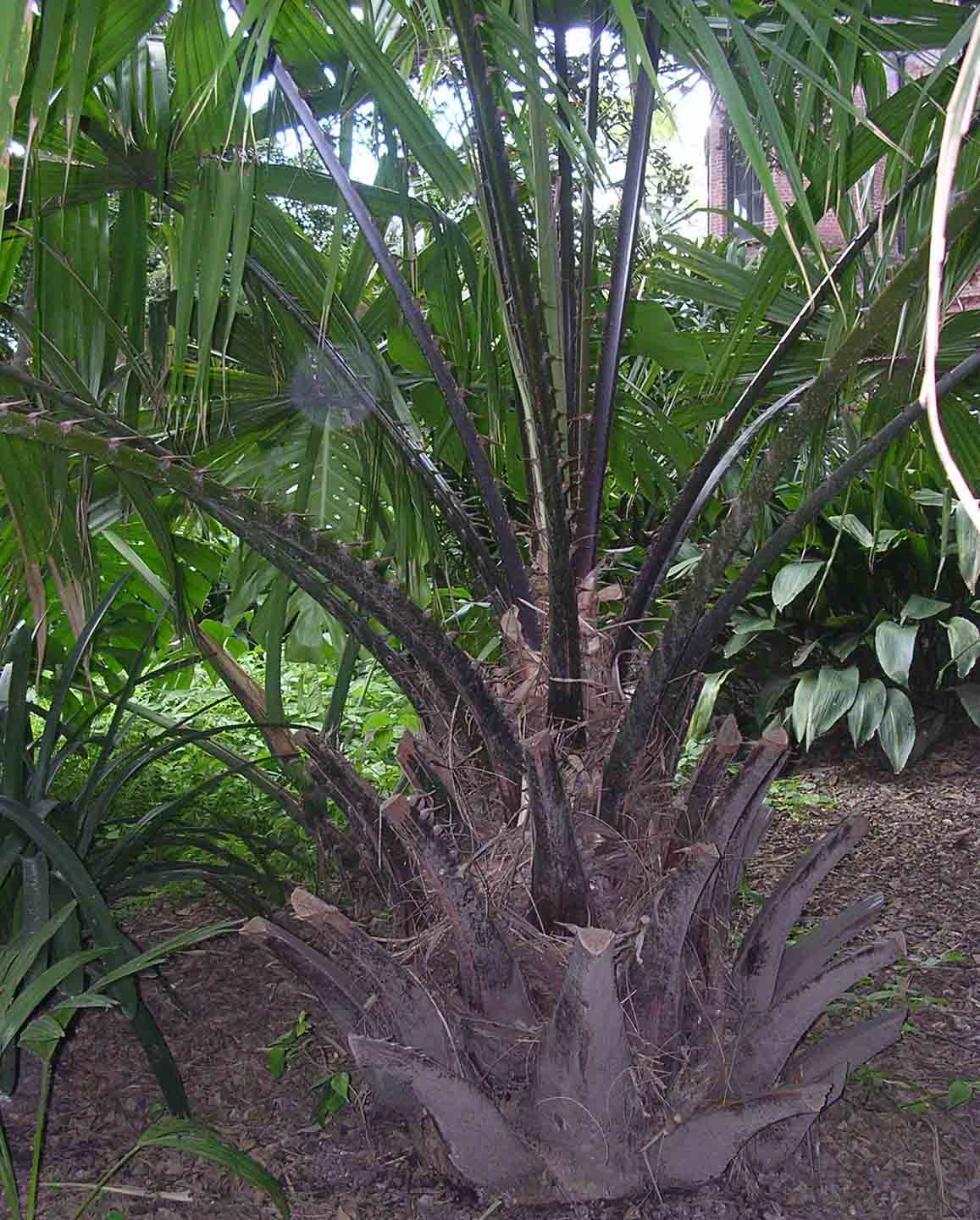 [Foto de planta, jardin, jardineria]