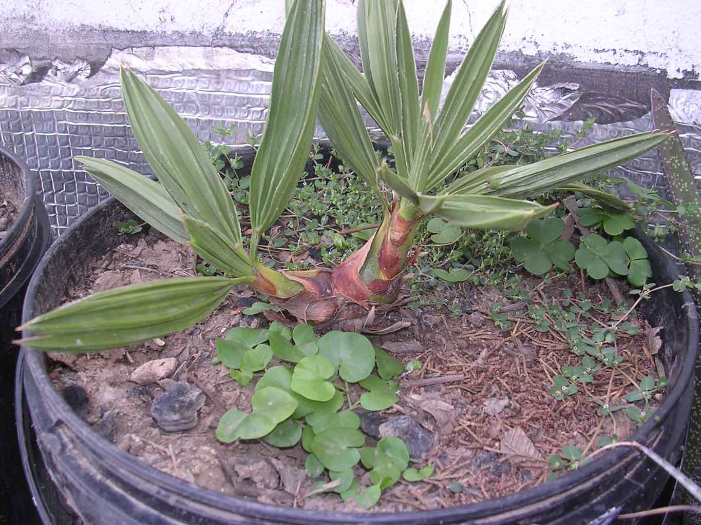 [Foto de planta, jardin, jardineria]