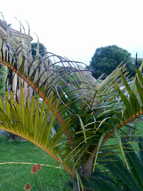 [Foto de planta, jardin, jardineria]