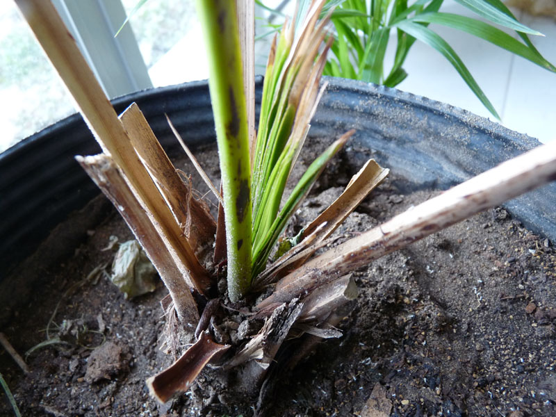 [Foto de planta, jardin, jardineria]