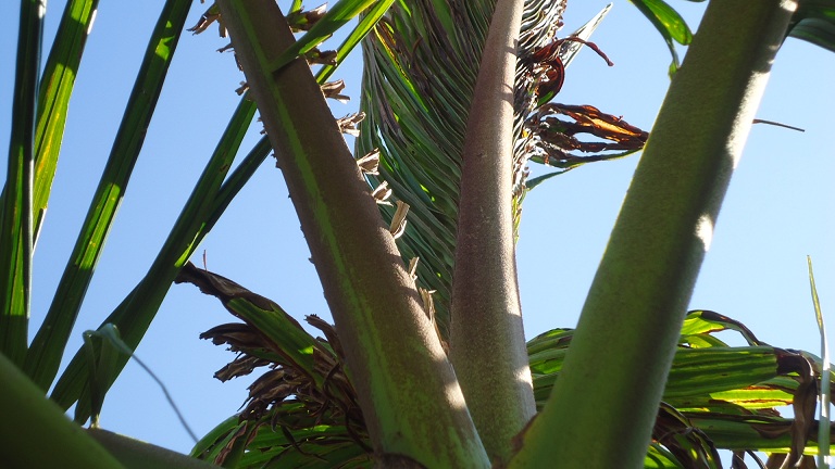 [Foto de planta, jardin, jardineria]