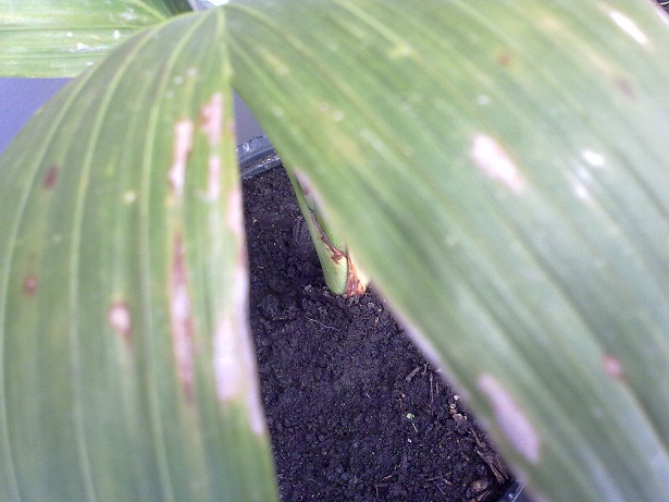 [Foto de planta, jardin, jardineria]