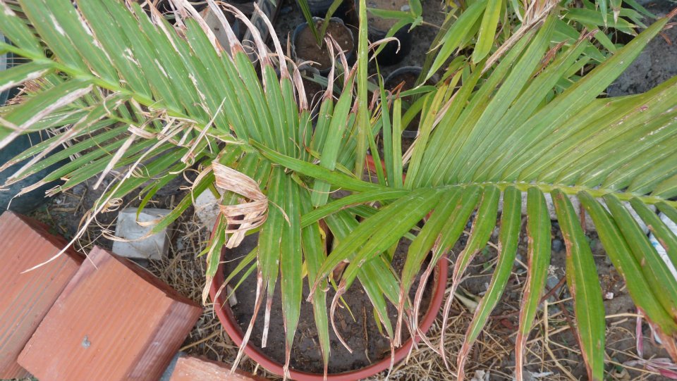 [Foto de planta, jardin, jardineria]