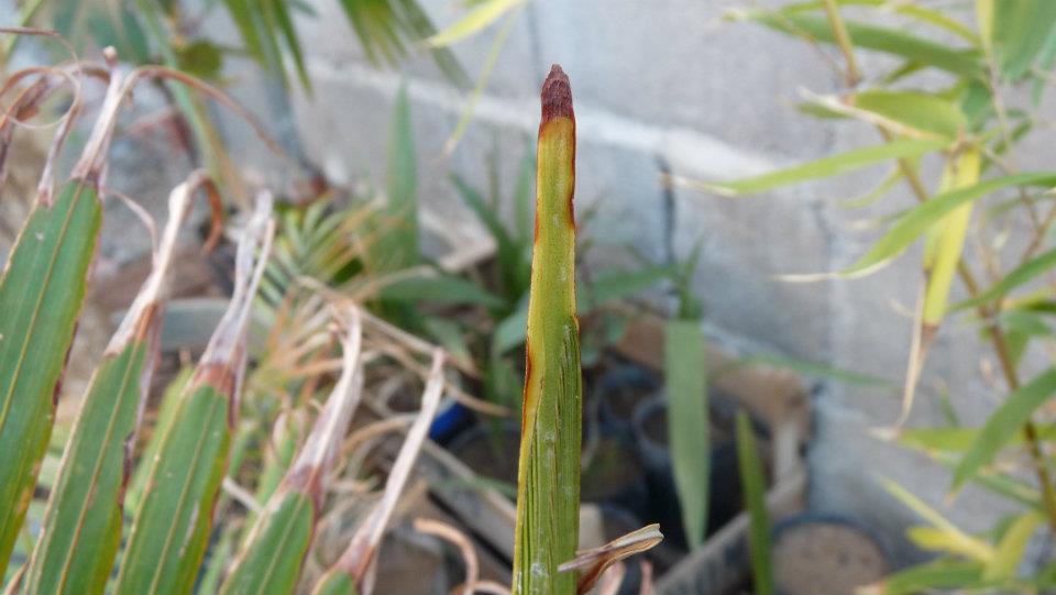 [Foto de planta, jardin, jardineria]