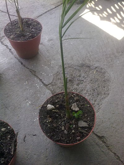 [Foto de planta, jardin, jardineria]