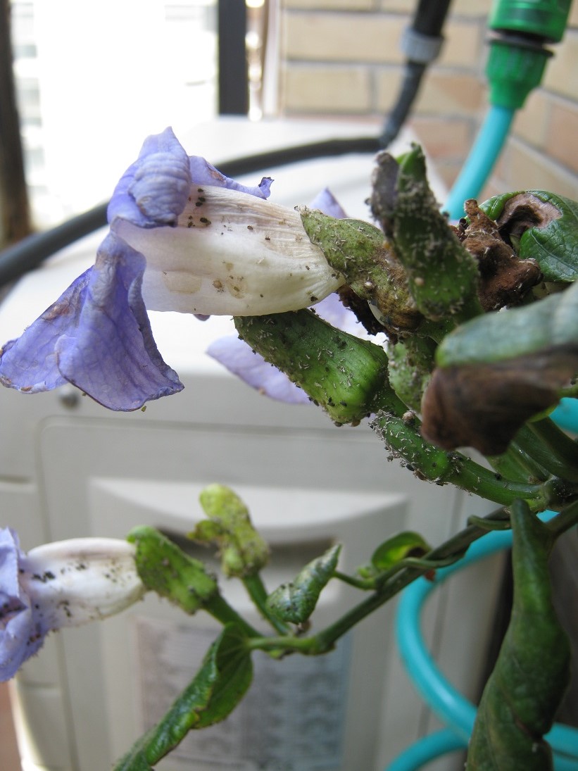 [Foto de planta, jardin, jardineria]