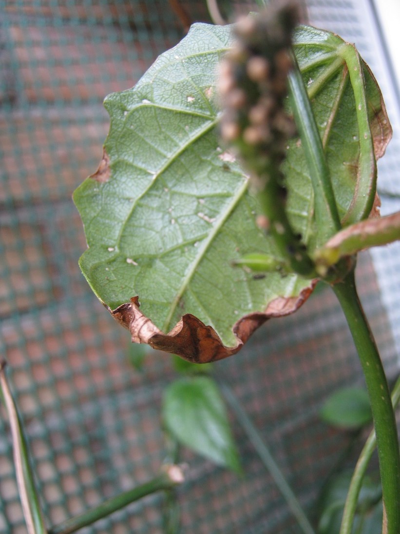 [Foto de planta, jardin, jardineria]