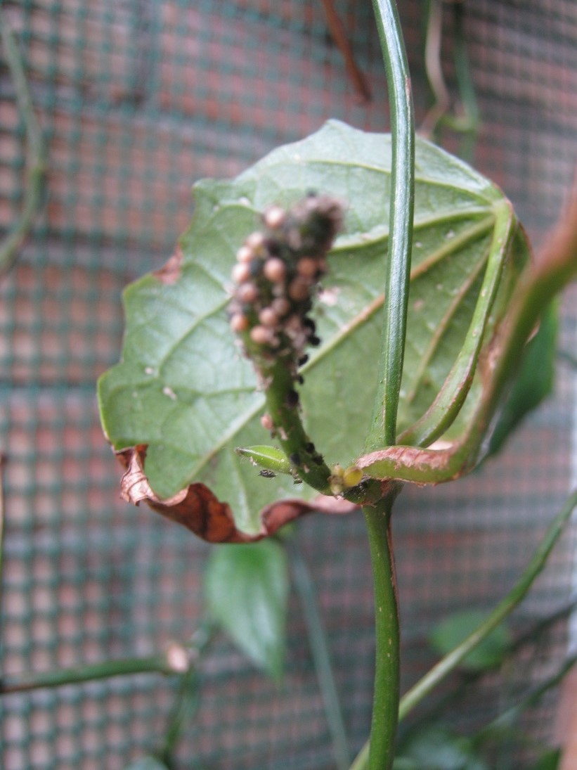 [Foto de planta, jardin, jardineria]