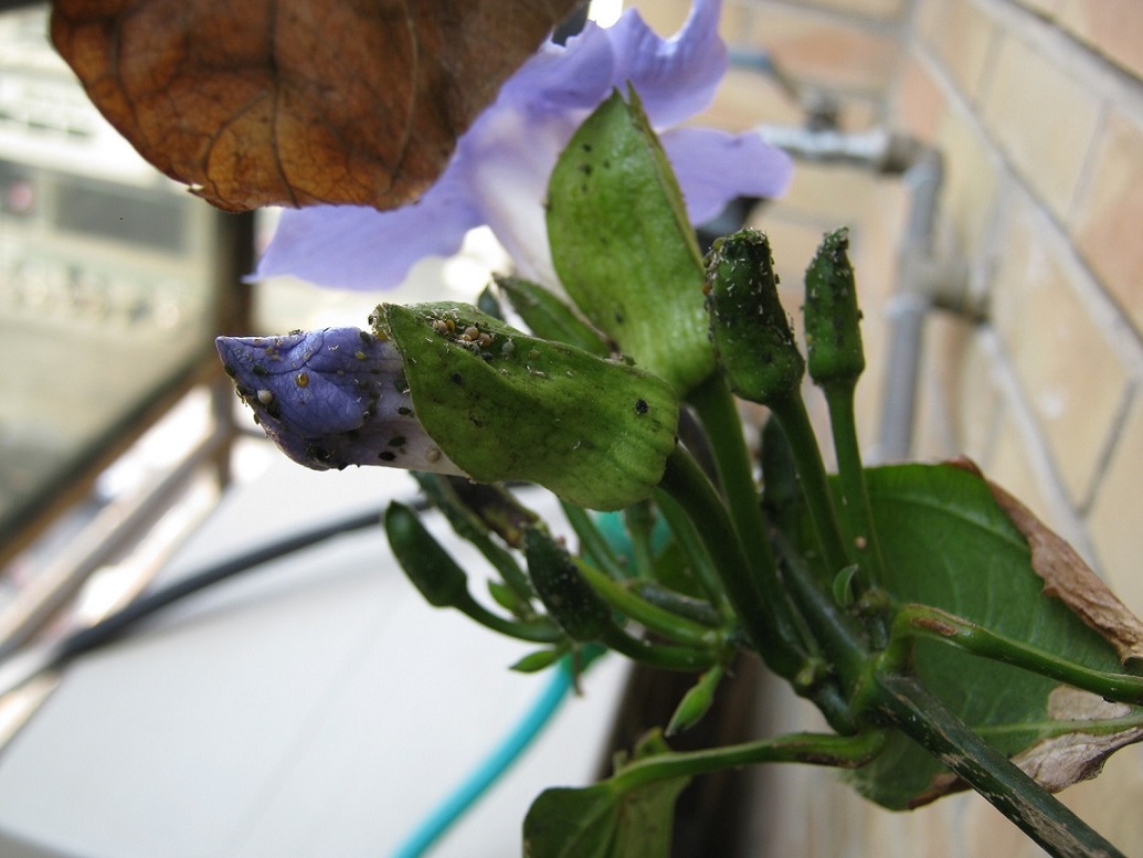 [Foto de planta, jardin, jardineria]