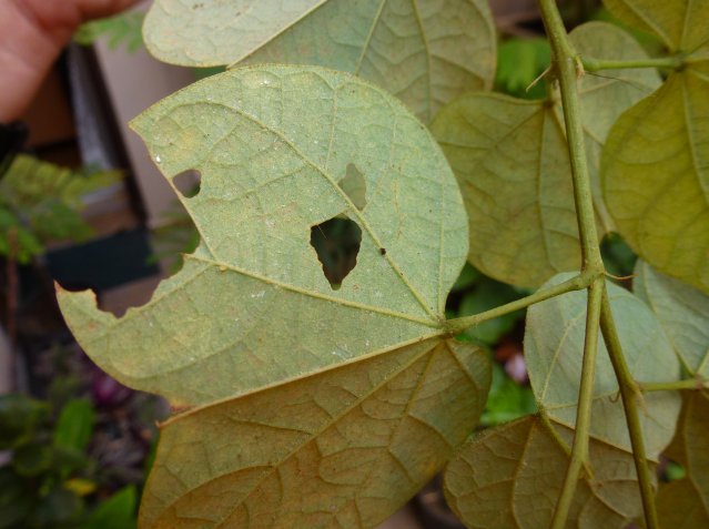 [Foto de planta, jardin, jardineria]