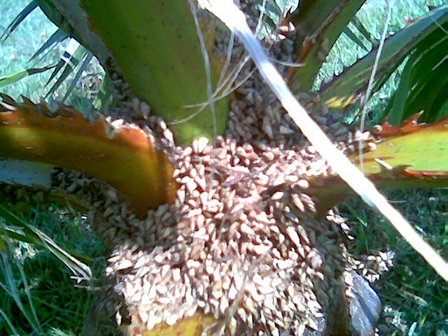 [Foto de planta, jardin, jardineria]