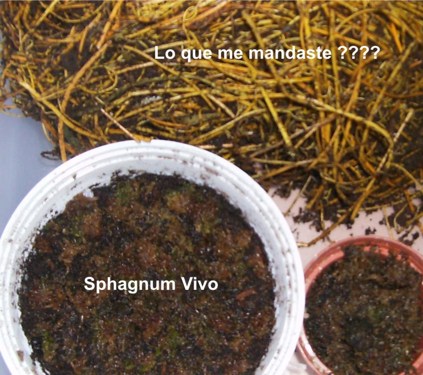Musgo Sphagnum deshidratado Fibras largas