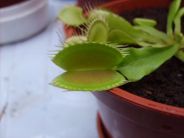 [Foto de planta, jardin, jardineria]