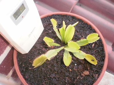 [Foto de planta, jardin, jardineria]