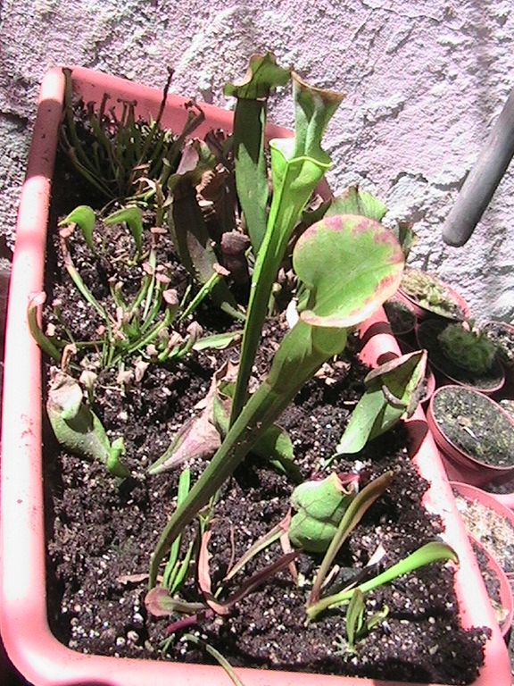 [Foto de planta, jardin, jardineria]