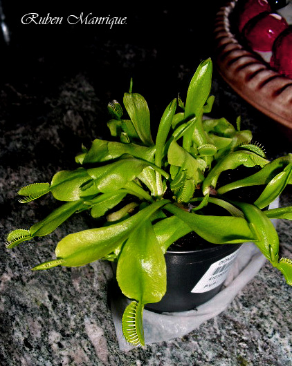 [Foto de planta, jardin, jardineria]