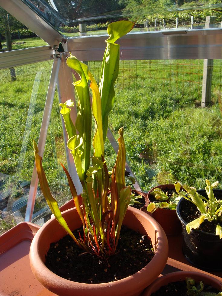 [Foto de planta, jardin, jardineria]