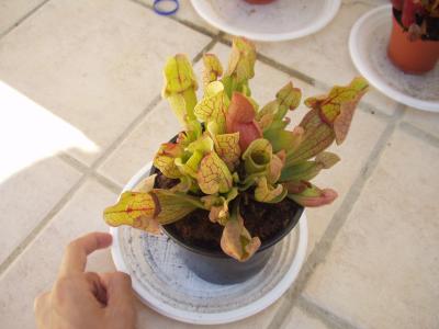 [Foto de planta, jardin, jardineria]