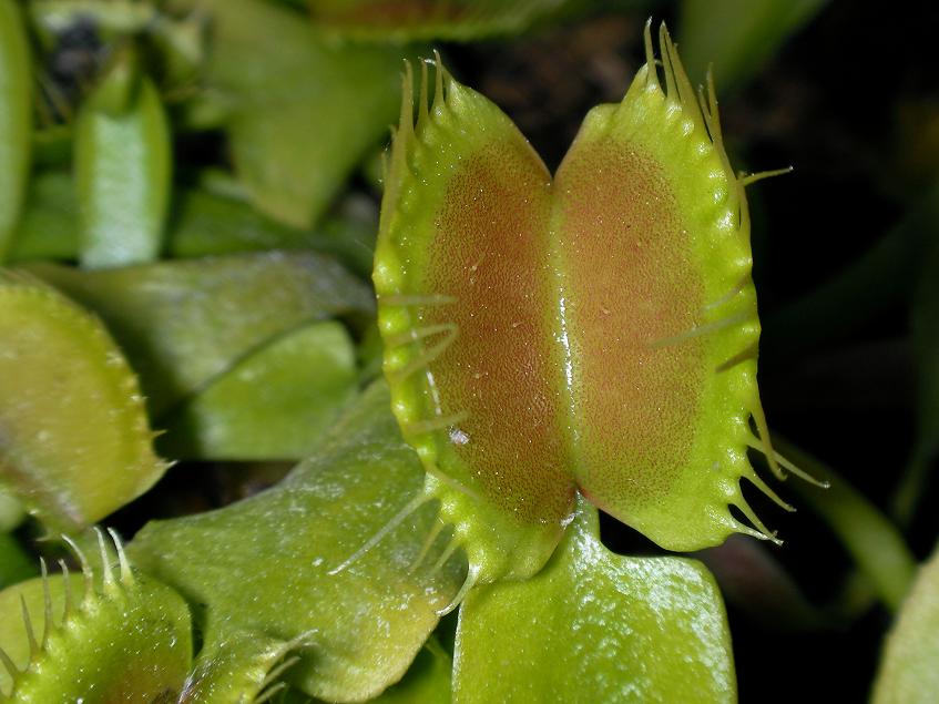 [Foto de planta, jardin, jardineria]