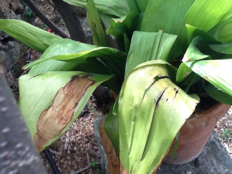 [Foto de planta, jardin, jardineria]